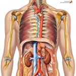 Anatomie – Corpul Uman
