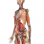 Corpul uman 3D