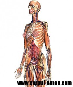 Corpul uman 3d