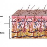 Structura pielii 1