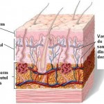 Structura pielii 2