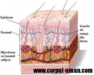 Structura pielii 2