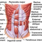 Muschii abdomenului