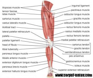 Muschii membrelor inferioare fata