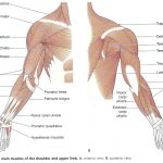 Muschii membrelor superioare