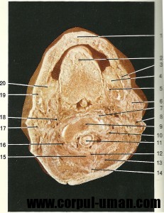Sectiune orizontala cavitatea bucala